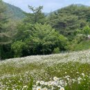 청옥산깨비마을 야영장 | 평창시티투어/바우뜰_광천동굴/깨비마을/육백마지기-청옥산/돌박물관/평창힐링체험파크/평창전통시장