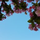 장안벚꽃길 이미지