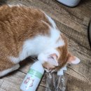 고양이 냄새제거 아니말리 탈취제 솔직 후기(캣닢향)