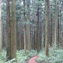 붉은오름자연휴양림 이미지