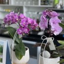 플라워천국 이미지