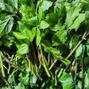 새순1농장 이미지