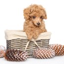 이삭애견훈련소 이미지