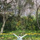 신안군청 | 목포 벚꽃 명소 유달산 조각공원 개화 상황 수선화 개나리까지 지금 가야 하는 봄꽃 코스