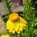 야간)꽃과 원예 이미지