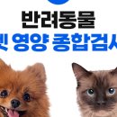 더케어벳 이미지