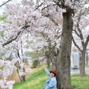 4월13일(수) 경포호 벚꽃트레킹| 이미지