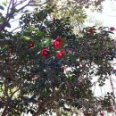 2013년3월30~31일 두륜산동백꽃 정기산행~~ 이미지