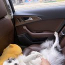라이크잇 | 세종 도담동 애견미용 라이크잇 보더콜리 하나 목욕 후기