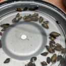 하연민박 이미지