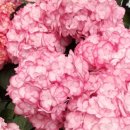 사오리농장 이미지