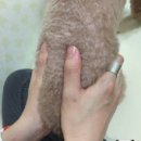 다인동물병원 네이버블로그
