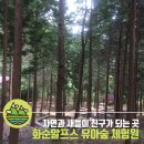 알프스 유아숲체험원 이미지