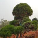 가평소나무팬션 이미지