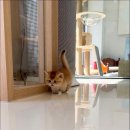 캣스토리 이미지