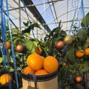 대정농장 이미지