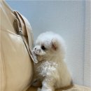 청주 강아지 분양 리몽드 퍼피 켄넬 이미지