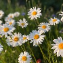 느므즈므 이미지