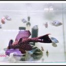 로얄수족관(이마트 월배점) 이미지