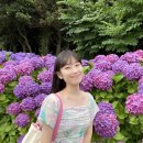 동광경로당 | 제주 수국 명소 동광리 수국길 주차 길모퉁이 가게 요거트 후기
