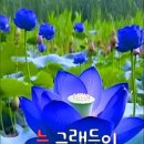 조종생활체육공원 Daum카페