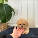 퍼피플리즈 이미지