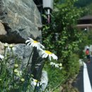 온세미로 이미지