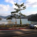 통영터널로가로수 이미지