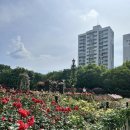 진천장미공원 | 주말( 성서장미공원, 선돌공원, 유촌칡냉면)