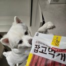 펫어스 | [N+23회차] 쿠팡체험단 펫어스 강아지 잡고먹개 강아지간식그룹 저가체험단