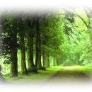 내안의숲 이미지