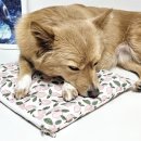 미미네강아지 이미지