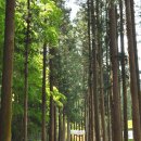 대한다원 이미지