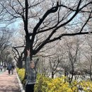 GS25진해벚꽃마을점 | 2026 봄꽃 개화시기 총정리! 벚꽃·진달래·개나리 지도와 명소 가이드