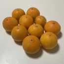 열매향 | 힘찬열매 고당도 제주 황금향 | 로얄과 3kg 후기