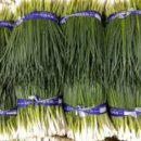 장사농장 이미지