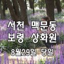 보랏빛 맥문동 장항송림숲·보령 상화원·대천해수욕장 이미지