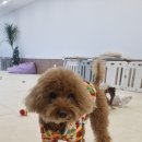 보고유치원 | 안산에서 강아지 맡길 애견유치원 찾다가 고민했던 이유 (여러 곳 비교해보고 느낀 솔직한 기준)