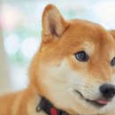 아이안 동물의료센터 이미지