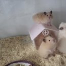 우다다햄쮸 네이버블로그