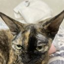 난니꼬양 이미지