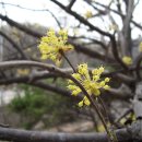 섬진강매화로 이미지