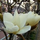 목련 어린이집 이미지