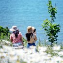 진서면사무소 | 전북 부안 가볼만한곳 6월여행지 추천 변산마실길 2코스 샤스타데이지 꽃구경
