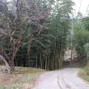 대숲속으로 이미지