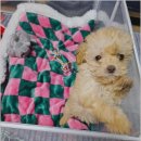 함께 있어줄개 이미지