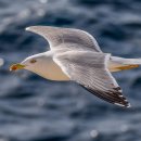 갈매기 이미지