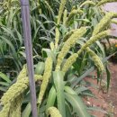 수골 농장 이미지