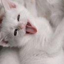 푸하하