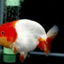 홍백농장 이미지